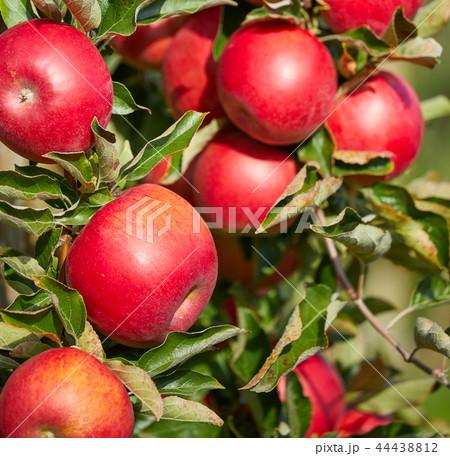 Shiny delicious apples hanging from a tree branch Shiny delicious apples hanging from a tree branch 44438812