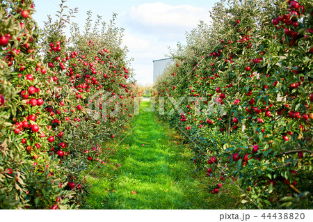 Apple on trees in orchard in fall season 44438820