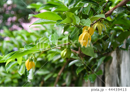 Ilang-ilang flower on tree Ilang-ilang flower on tree 44439413