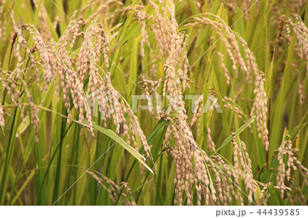 あさゆき（青森県・十和田市） 44439585