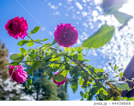 【静岡県】テーマパークの風景【伊豆修善寺虹の郷・イギリス村・バラの花・光】 44439668
