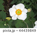 シュウメイギクの白い花 44439849