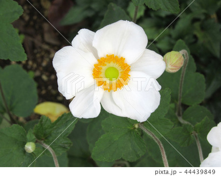 シュウメイギクの白い花 シュウメイギクの白い花 44439849