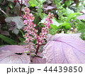 赤じその花 44439850
