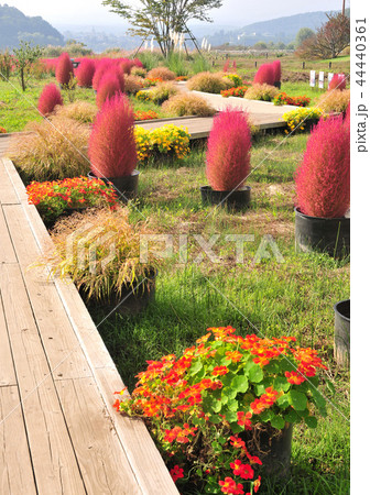 大石公園-27017 大石公園-27017 44440361