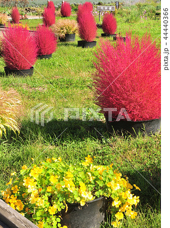 大石公園花街道-27026 大石公園花街道-27026 44440366