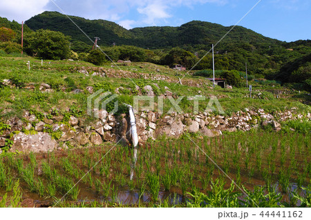 【静岡県】石部の棚田(石部棚田) 【静岡県】石部の棚田(石部棚田) 44441162
