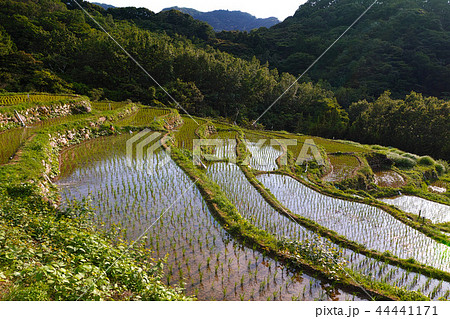 【静岡県】石部の棚田（石部棚田） 44441171