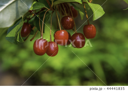 実 菩提樹 植物 44441835