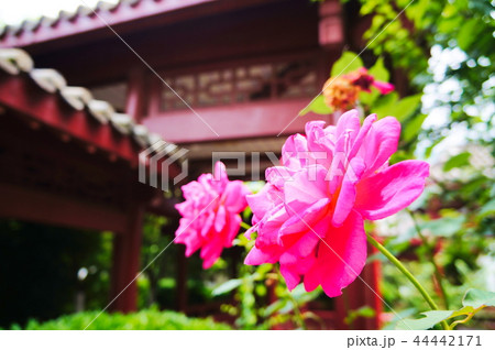 中国庭園 44442171