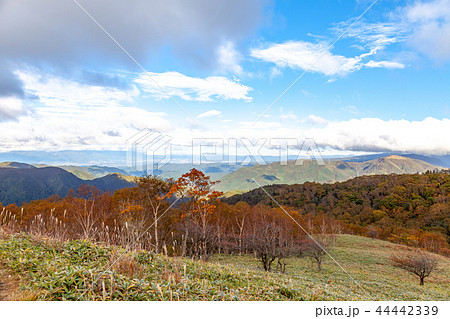 上高地 大正池 長野 信州 夏 旅行 観光 名所 明神池 河童橋 上高地 大正池 長野 信州 夏 旅行 観光 名所 明神池 河童橋 44442339
