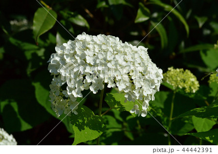 多数の白い装飾花を備えるアナベルの手毬咲きの花を撮影した写真 多数の白い装飾花を備えるアナベルの手毬咲きの花を撮影した写真 44442391