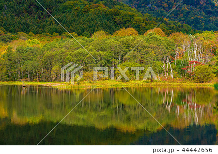 長野県 戸隠高原 鏡池の紅葉の写真素材