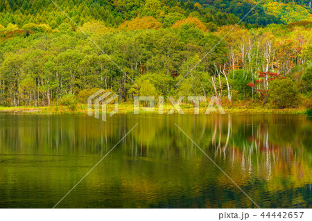 長野県 戸隠高原 鏡池の紅葉の写真素材