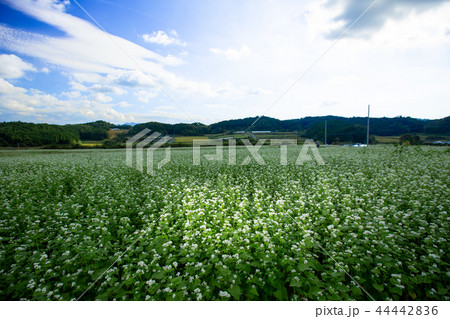奈良県櫻井市笠地区で撮影した蕎麦の花 奈良県櫻井市笠地区で撮影した蕎麦の花 44442836