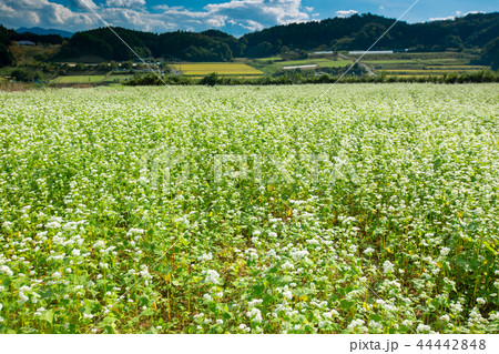 奈良県櫻井市笠地区で撮影した蕎麦の花 奈良県櫻井市笠地区で撮影した蕎麦の花 44442848