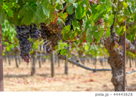 Vineyards at Sonoma valley Vineyards at Sonoma valley 44443628