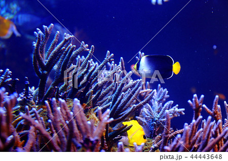 サンゴと熱帯魚 サンゴと熱帯魚 44443648