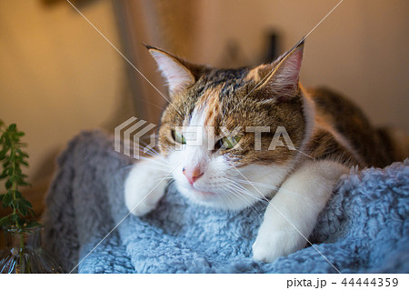 眠い三毛猫さんの変顔と可愛いポーズの写真素材 44444359 Pixta