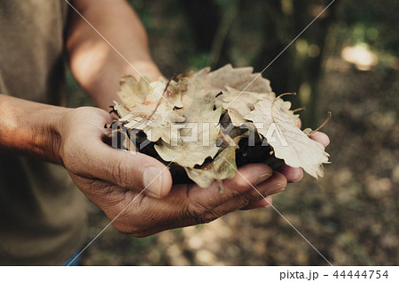 man with dry leaves in his hands 44444754