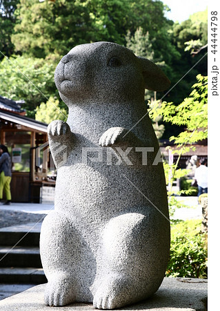 なでうさぎ なでうさぎ 44444798