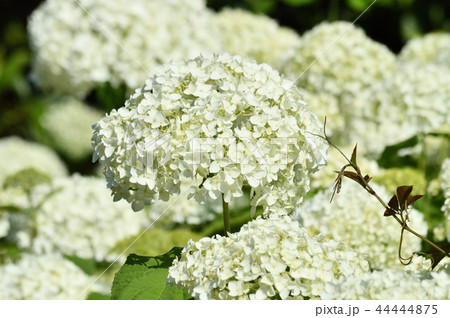 画像中央部に焦点を定めて、多数の白い装飾花を備えるアナベルの手毬咲きの花房を撮影した写真 44444875