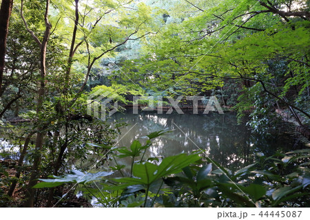 緑深い静かな池　深山の趣の滄浪泉園 44445087