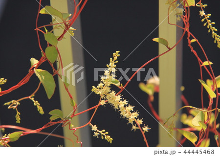 オカワカメの花の写真素材