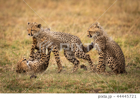 Cheetah cub sits as siblings play fight 44445721