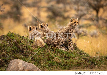 Cheetah cub sits on mound with siblings 44445732