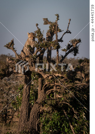 Cheetah cub sitting at top of tree Cheetah cub sitting at top of tree 44445739