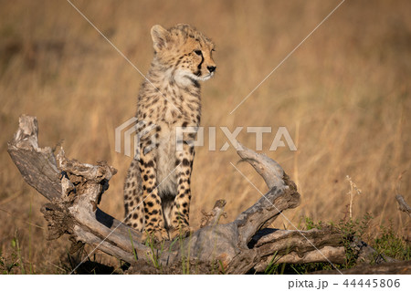 Cheetah cub stands on log in grass Cheetah cub stands on log in grass 44445806