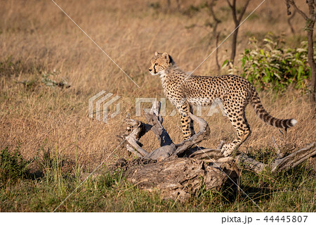 Cheetah cub stands on log in profile Cheetah cub stands on log in profile 44445807
