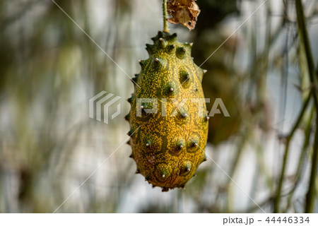 ツノニガウリの実 44446334