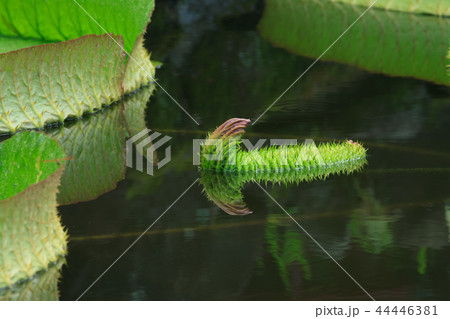 睡蓮 スイレン 水連 44446381
