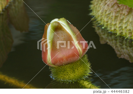 睡蓮 スイレン 水連 44446382