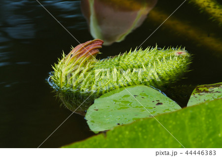 睡蓮 スイレン 水連 44446383