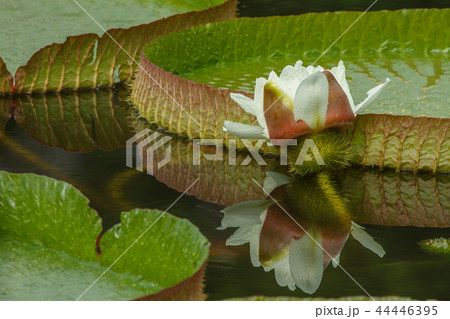睡蓮 スイレン 水連 44446395