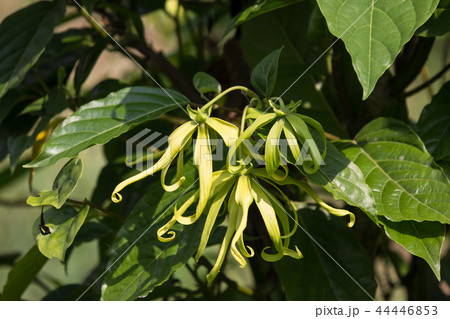 yellow desmos chinensis flower 44446853