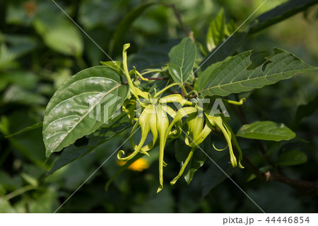yellow desmos chinensis flower 44446854