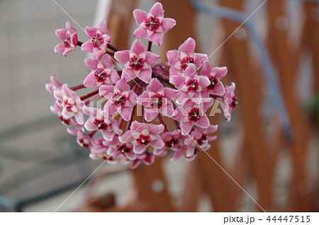 ホヤの花 44447515