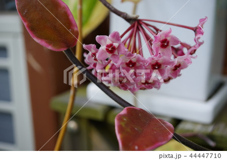 ホヤの花 44447710