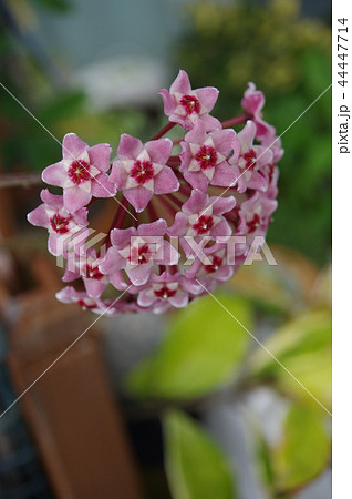 ホヤの花 44447714