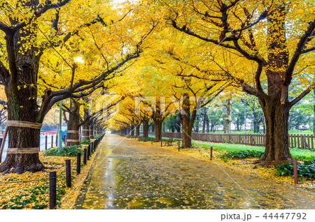 Row of yellow ginkgo tree in autumn. Row of yellow ginkgo tree in autumn. 44447792