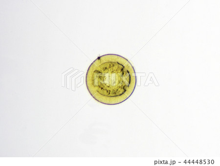 ナベカムリ 44448530