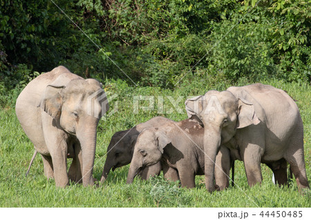 Asian elephants is eating solid in Thailand forest Asian elephants is eating solid in Thailand forest 44450485