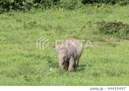 Asian elephants is eating solid in Thailand forest 44450497