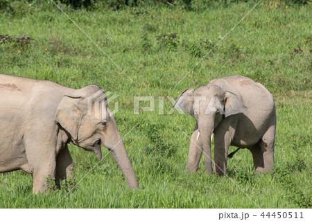 Asian elephants is eating solid in Thailand forest Asian elephants is eating solid in Thailand forest 44450511
