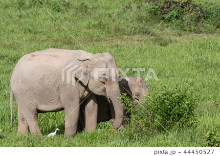 Asian elephants is eating solid in Thailand forest 44450527