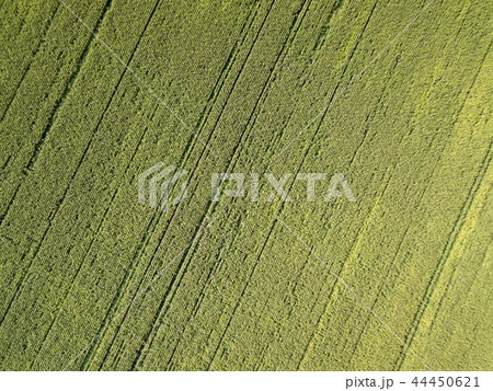 Aerial drone photography. Flying over the cornfield 44450621